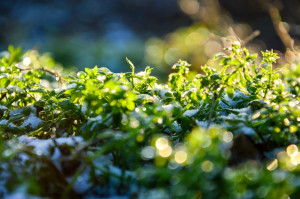 changements de saison printanniers