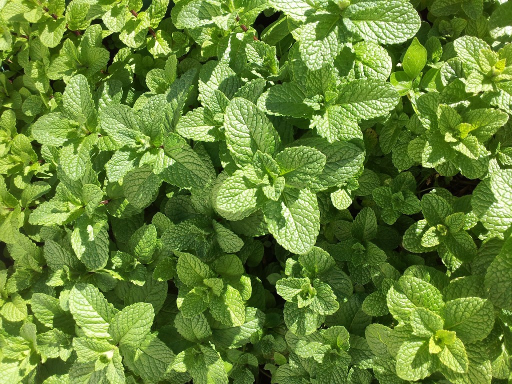 mint-1769560_1920