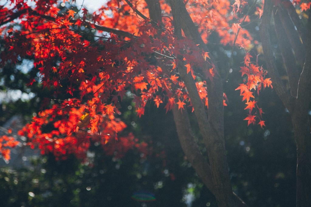 chêne rouge - programme mon arbre à moi
