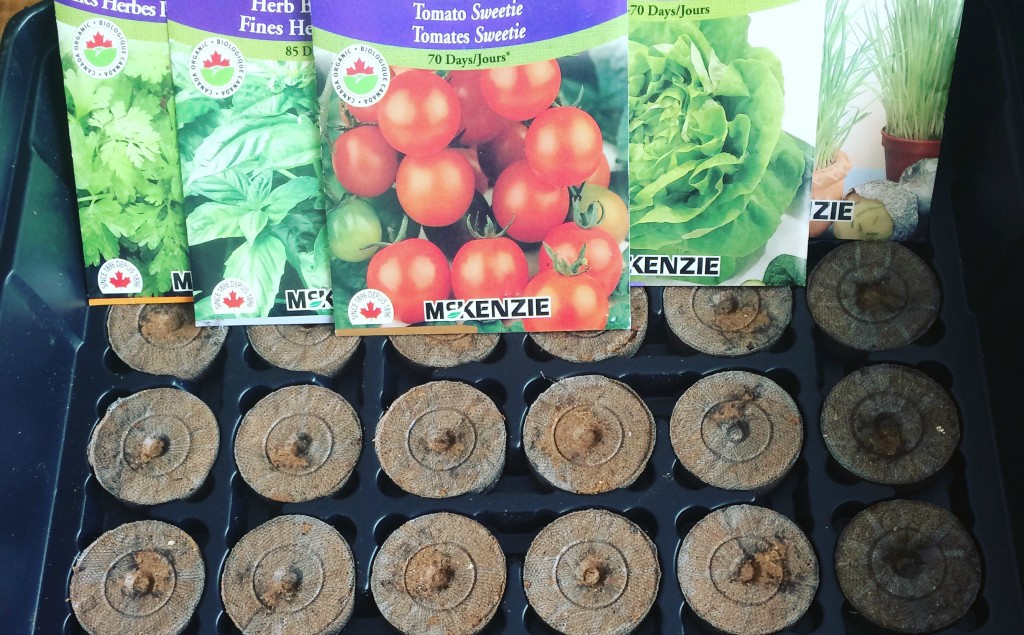 Les graines de preparation de mes plants