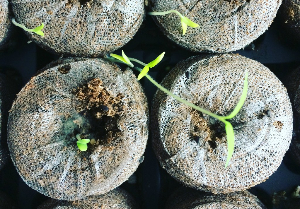 Mes plants germés
