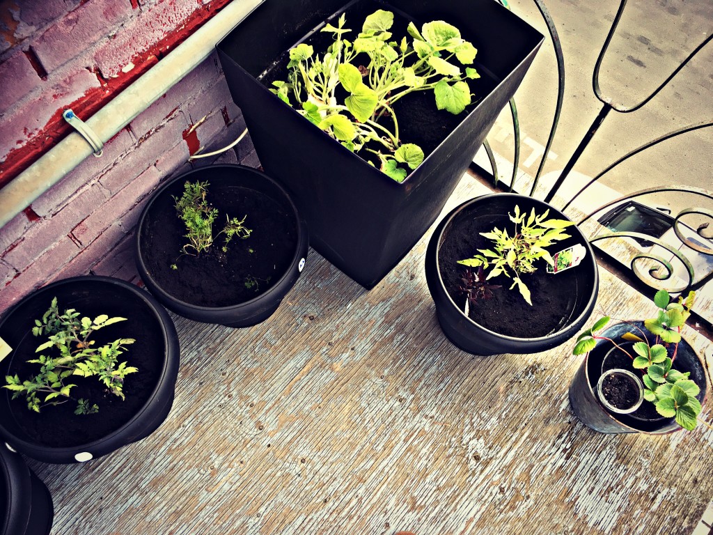 Jardin urbain