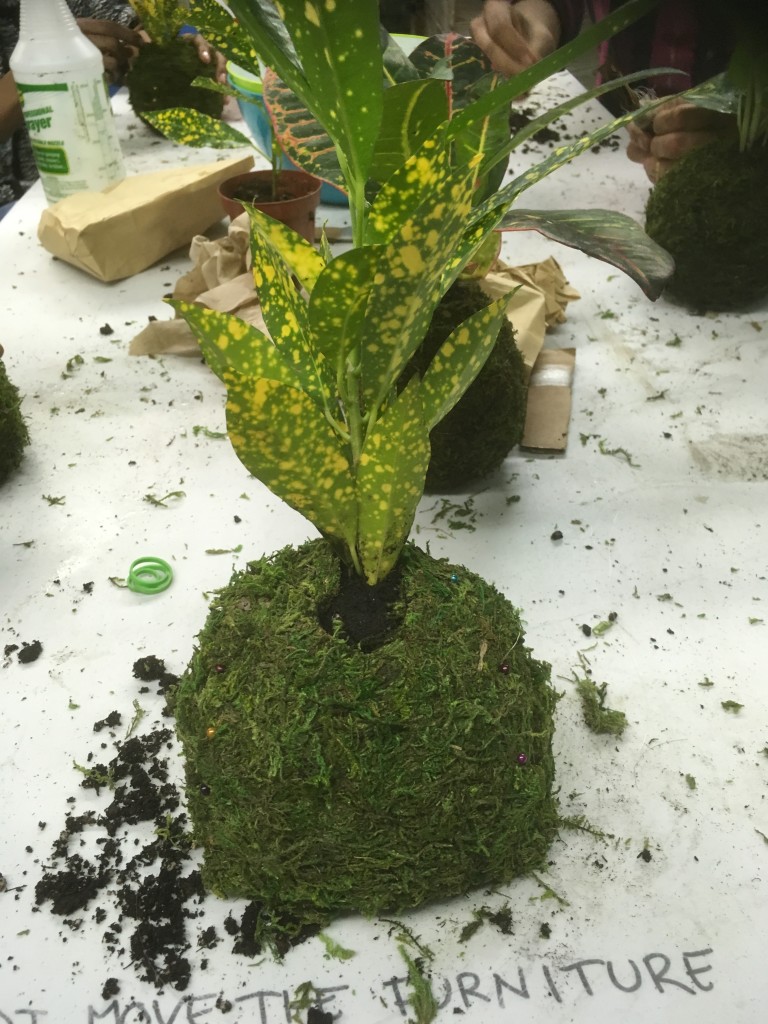 kokedama - en construction