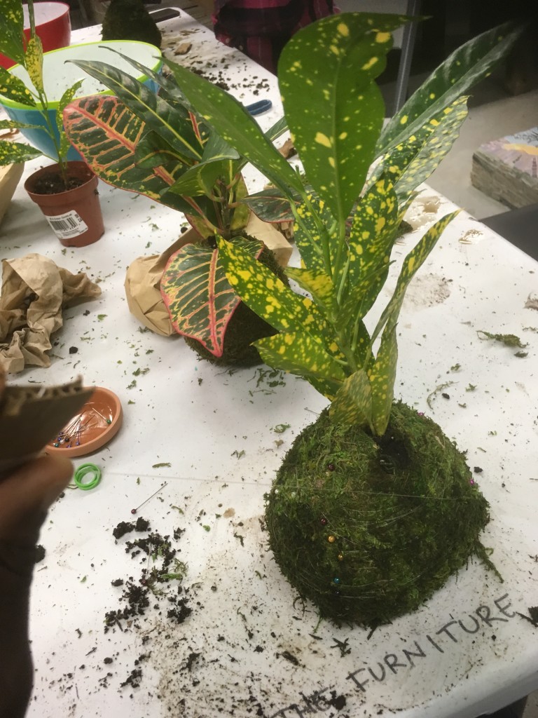 Kokedama -zen