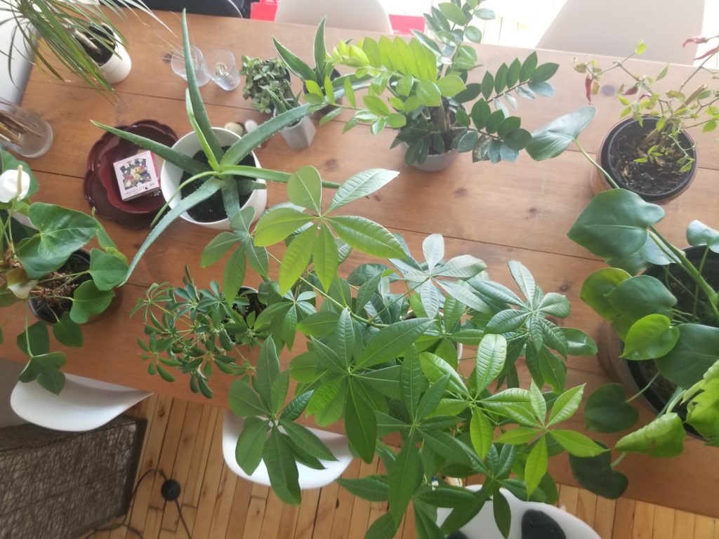 Home - urban jungle